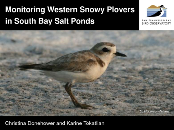 Monitoring Western Snowy Plovers in South Bay Salt Ponds: recent results and future research needs (Title Slide)