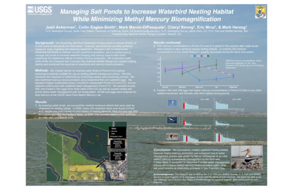 Managing Salt Ponds to Increase Waterbird Nesting Habitat While Minimizing Methyl Mercury Biomagnification  (Poster Thumbnail)