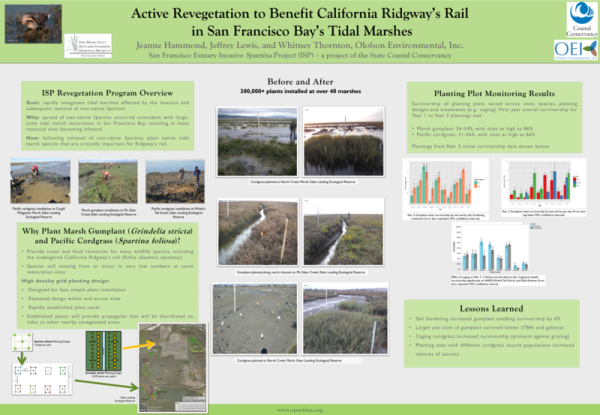 Active Revegetation to Benefit California Ridgway’s Rail in San Francisco Bay’s Tidal Marshes Poster Thumbnail