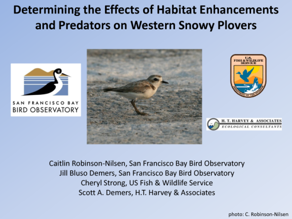 Determining the Effects of Habitat Enhancements on Predators for Western Snowy Plover (Title Slide)