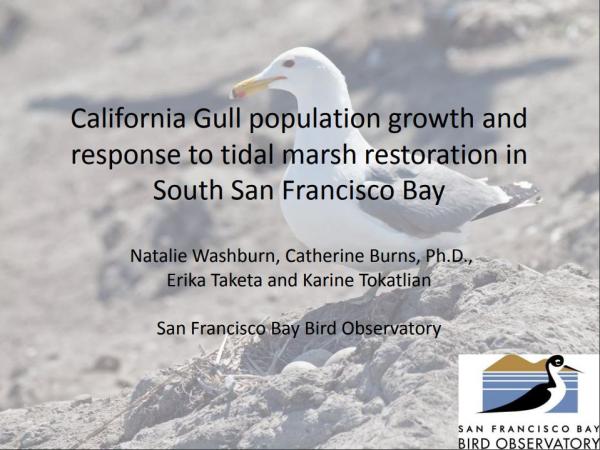 California Gull population growth and response to tidal marsh restoration in South San Francisco Bay - Slide 1