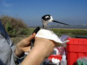 Bird being cleaned