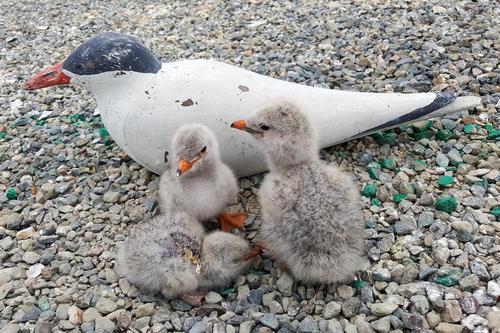 Caspian tern chicks with a decoy tern. Credit: Crystal Shore