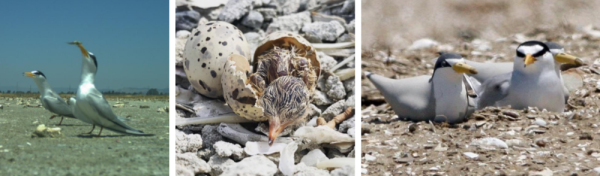 California least terns and their eggs and nests