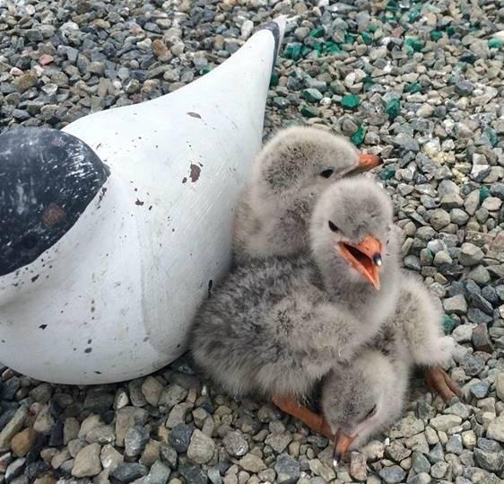 Caspian tern chicks nestle by decoy at the Refuge