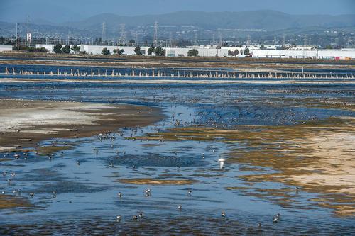 Shorebirds, waterbirds and gulls at Eden Landing. Credit: Ann Hermes