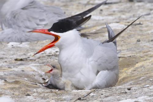 Caspian tern with chick in the Columbia Plateau. Credit: Daniel D. Roby