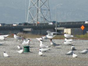 Terns were attracted with decoys and speakers playing breeding sounds. Credit: Crystal Shore, USGS