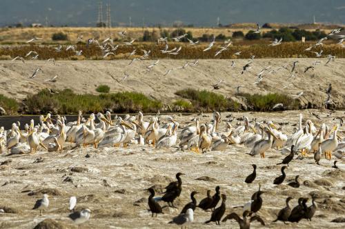 Pelicans, cormorants, terns, stilts and gulls on island. Credit: Judy Irving © Pelican Media