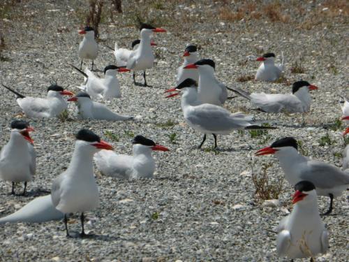 Caspian terns with decoys. Credit: Crystal Shore, USGS