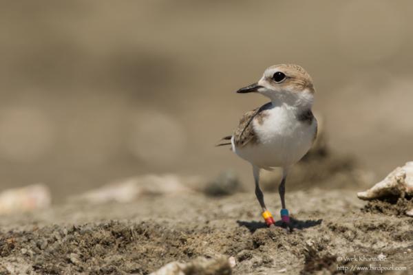 Western Snowy Plover. Credit: Vivek Khanzode