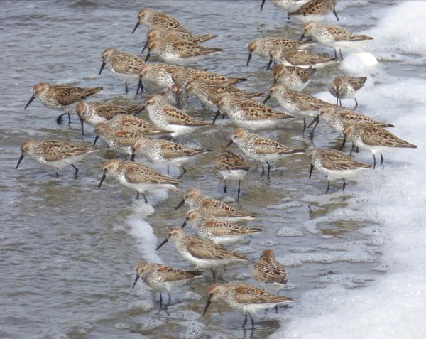 Western sandpipers at Ravenswood. Credit: Rachel Tertes