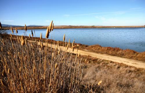 Mountain View pond. Credit: Michelle Le