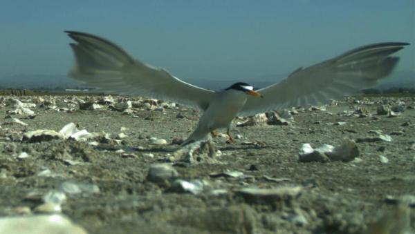 Least tern at Eden Landing. Credit: SFBBO webcam