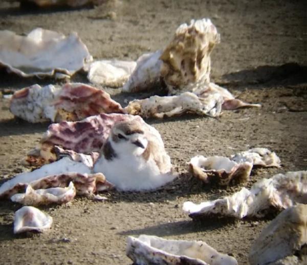 Snowy plover among oyster shell camouflage