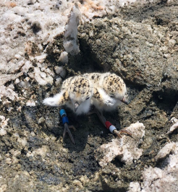 Banded snowy plover chick in depression with oyster shell. Credit: SFBBO