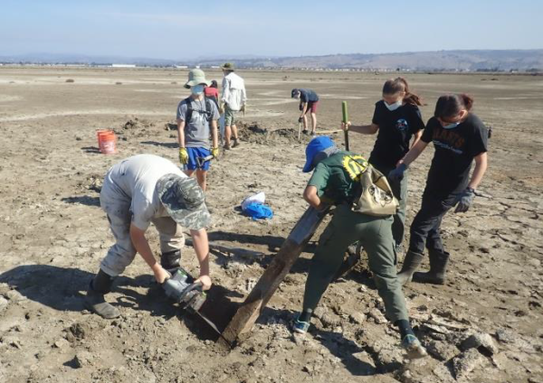 Volunteers hard at work on plover and tern habitat. Credit: SFBBO