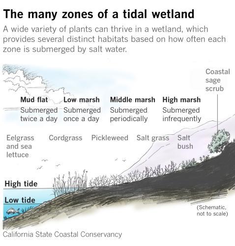 Schematic of wetlands elevations. Credit: LA Times