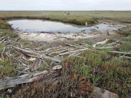 Field photo of marsh habitat