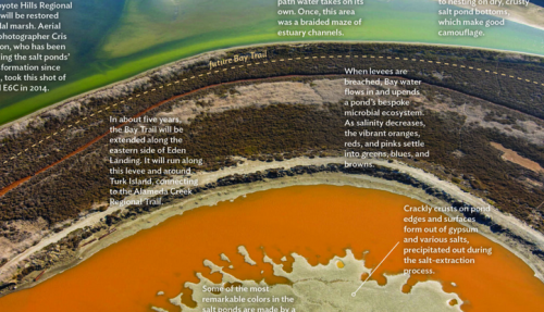 Graphic of salt ponds