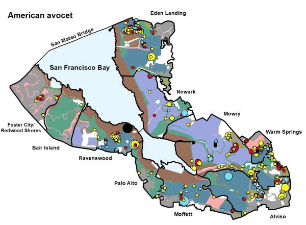 Map of 2019 avocet observations