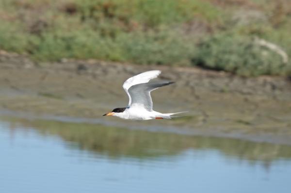 A Forster's tern flies at Ravenswood. Credit: Rachel Tertes