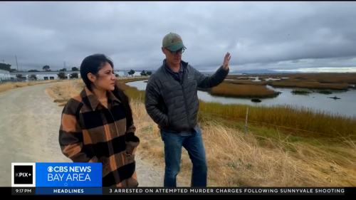 KPIX reporter Jocelyn Moran walks with Dave Halsing, Restoration Project manager, along Eden Landing wetlands