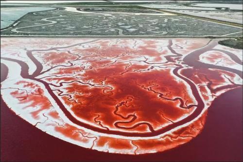 An aerial view of Alviso-area salt ponds, 2023. Credit: Anadolu Agency via Getty Images