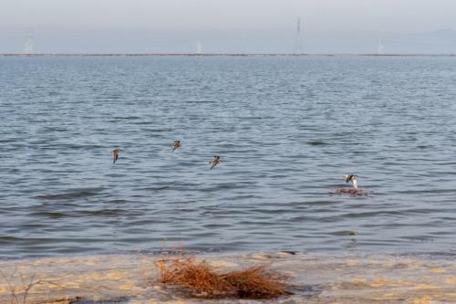 Birds fly over a newly wet Ravenswood Pond R4 the day after its 12-13-23 breach. Credit: Save The Bay