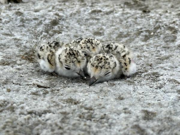 Three snowy plover chicks