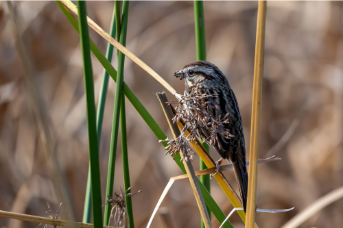 Song sparrow at Alviso. Credit Caitlin Dempsey