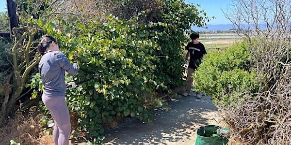 Cleaning trails at Alviso