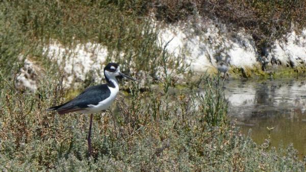 Black-necked Stilt by Larry Rosenblum