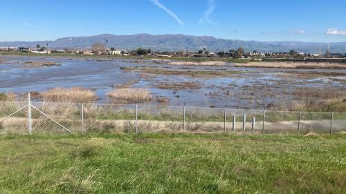 Tidal marsh at Ravenswood. Credit: Dave Halsing