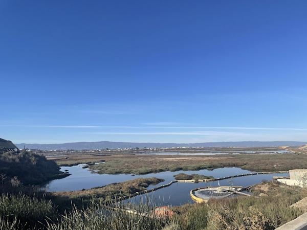 Don Edwards Refuge in Alviso, a mix of tidal marsh, open channels, and ponds.