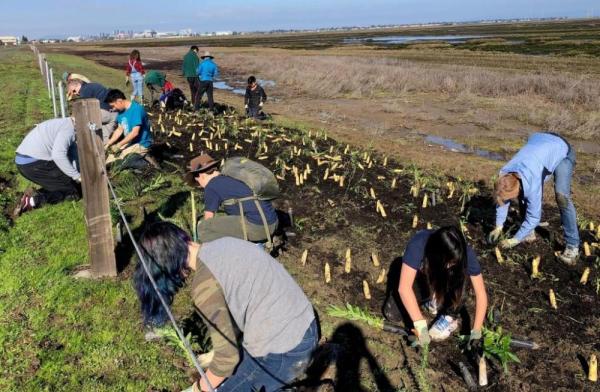Volunteers planting. Credit: Save The Bay