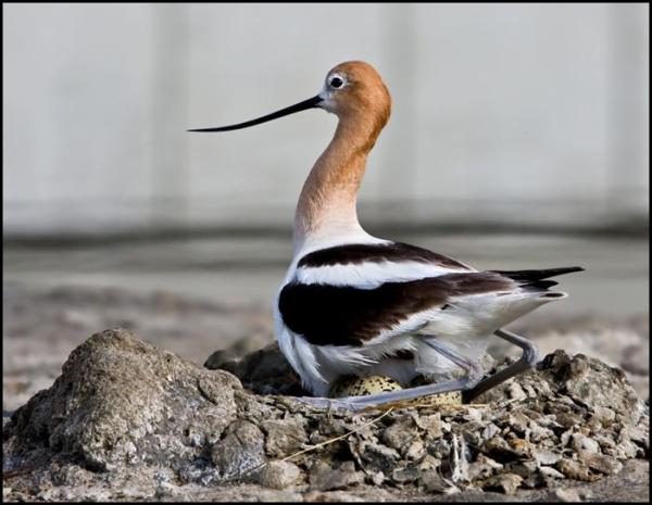 American avocet on nest. Credit: Josh Ackerman, USGS