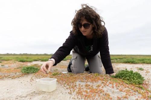 Maddy Schwarz of SFBBO tests snowy plover eggs. Credit: Magali Gauthier