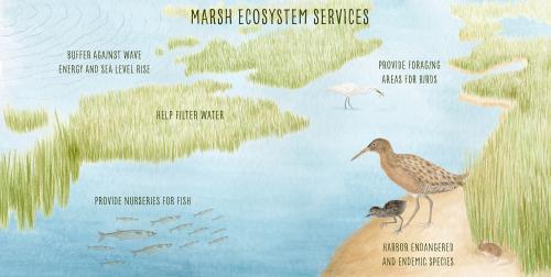 Marsh ecosystem services. Credit: Hannah Kanne