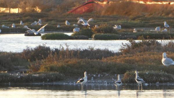 Avocets and other birds at the Refuge's Alviso tidal marshes