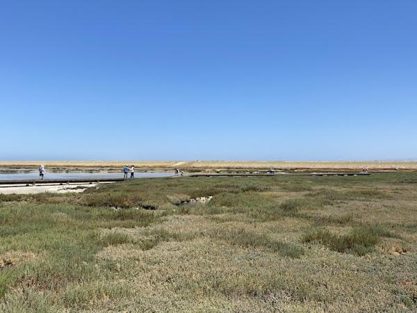 Alviso tidal marsh