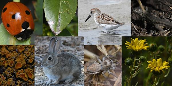 A collage of wildlife and plant photos