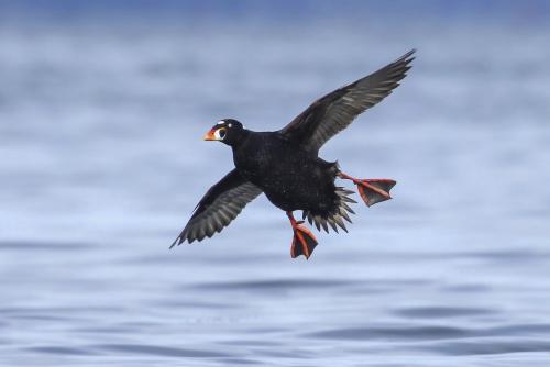 A surf scoter. Credit: KQED - Liam Singh.