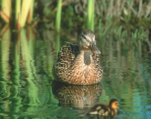 Duck and chick
