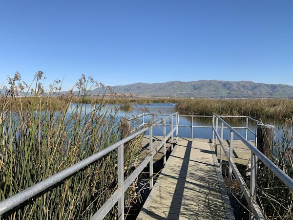 Alviso tidal marsh. Credit: Hope Presley