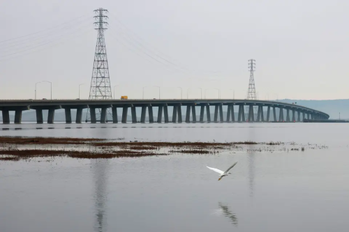 Egret at Ravenswood Ponds. Credit: Jessica Christian -S.F. Chronicle