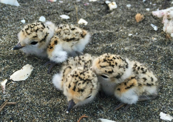 Snowy plover chicks. Credit: Nora Papian, USFWS