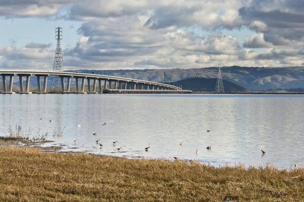 Shorebirds near Dumbarton Bridge. Credit: Judy Irving, Pelican Media