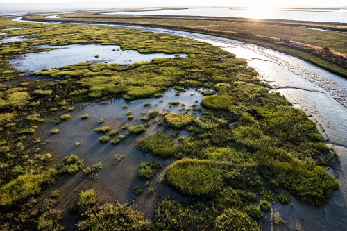 Restoring wetlands in Alviso. Credit: Cris Benton