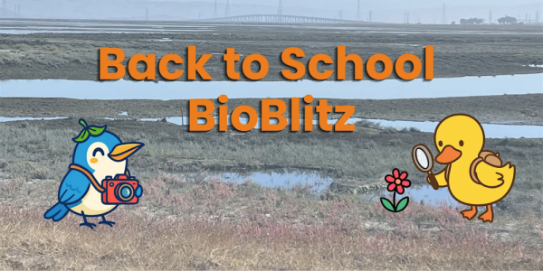 Background photo of Ravenswood wetlands with cartoon birds sporting a camera and a magnifying glass to view nature.
